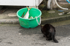 真名瀬漁港の猫、魚を狙う