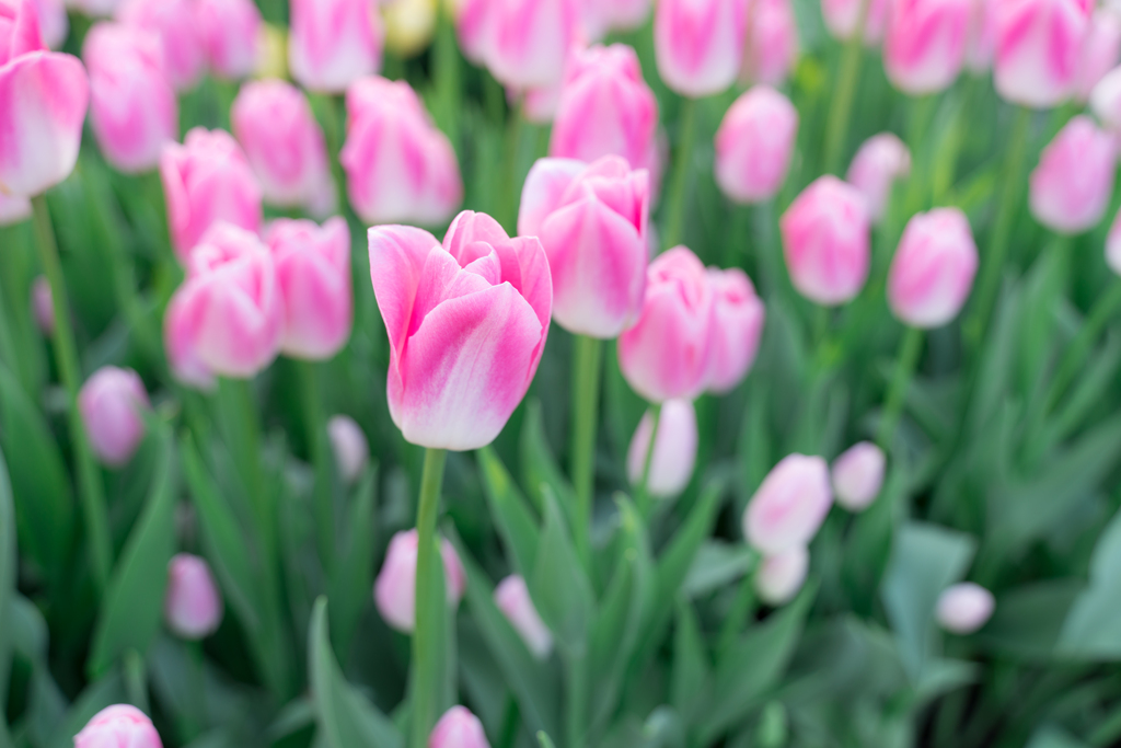 江ノ島　アイスチューリップ