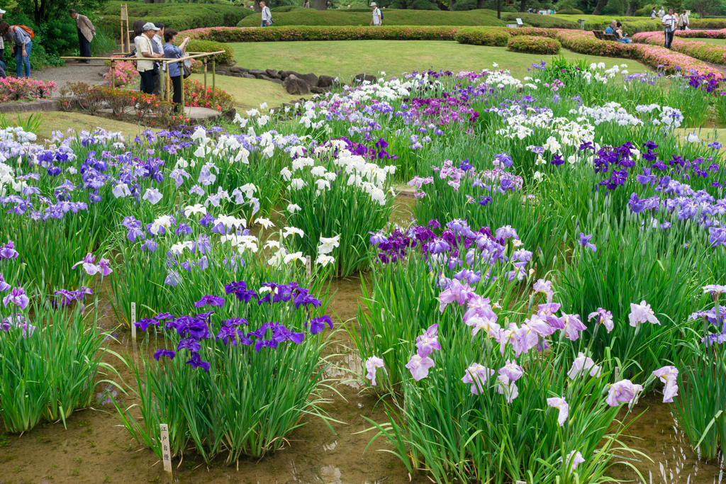 皇居　二の丸庭園の菖蒲 50マクロ