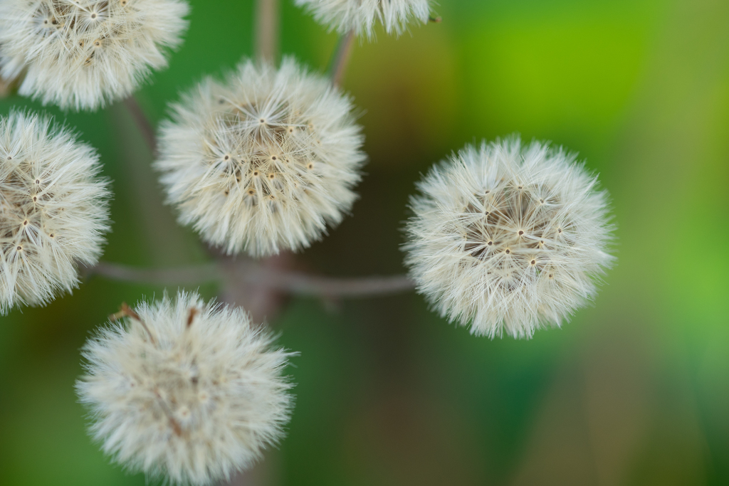 葉山しおさい公園