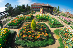 花菜ガーデン　チューリップ