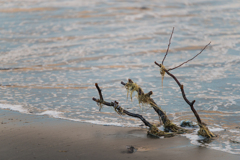 茅ヶ崎ヘッドランド