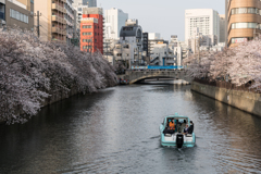 大岡川の桜
