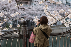 大岡川の桜