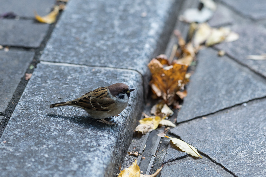 丸の内スナップ