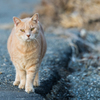 葉山の猫