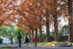 平塚総合公園メタセコイア