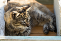 森戸海岸スナップ