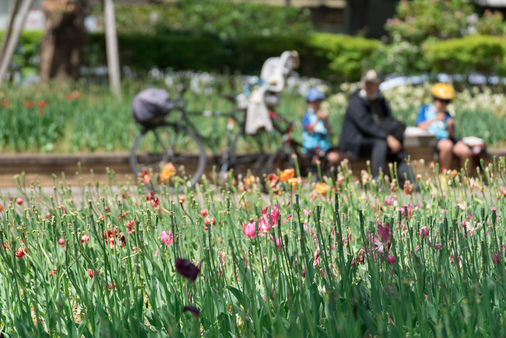 行ったら花がなかった横浜公園