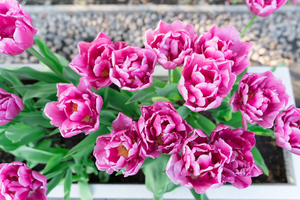 江ノ島　アイスチューリップ