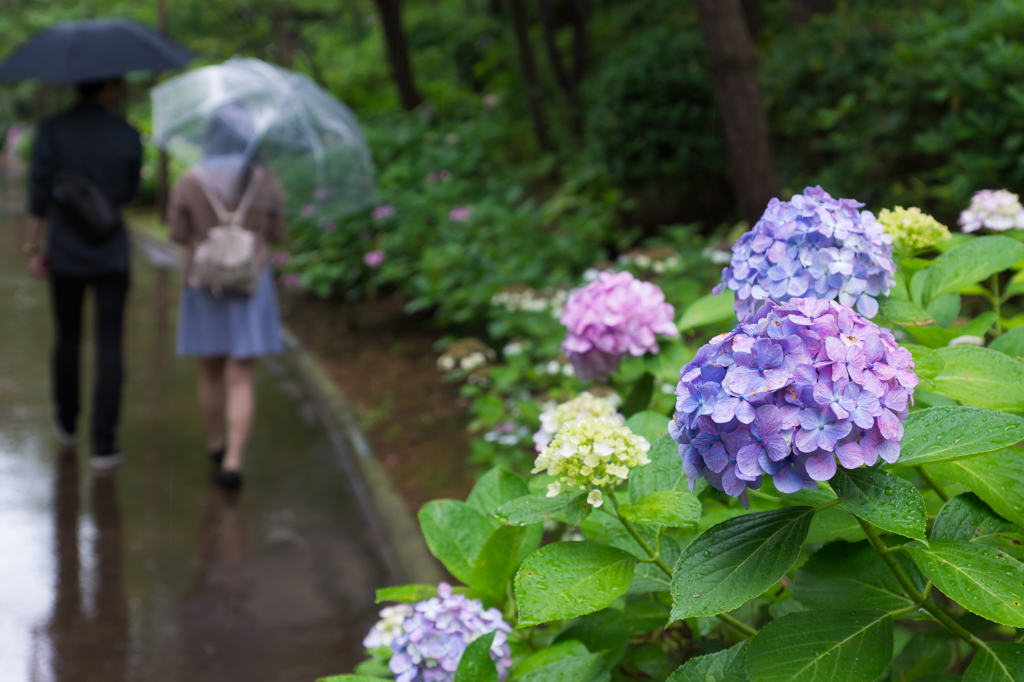 2015-06-22 八景島紫陽花祭り #23