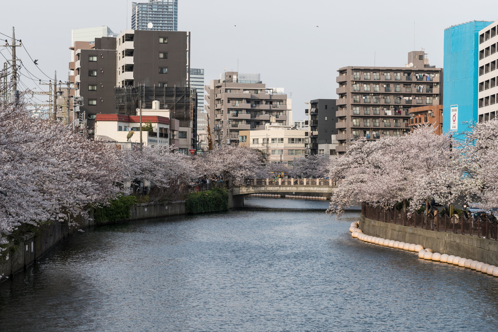 大岡川の桜