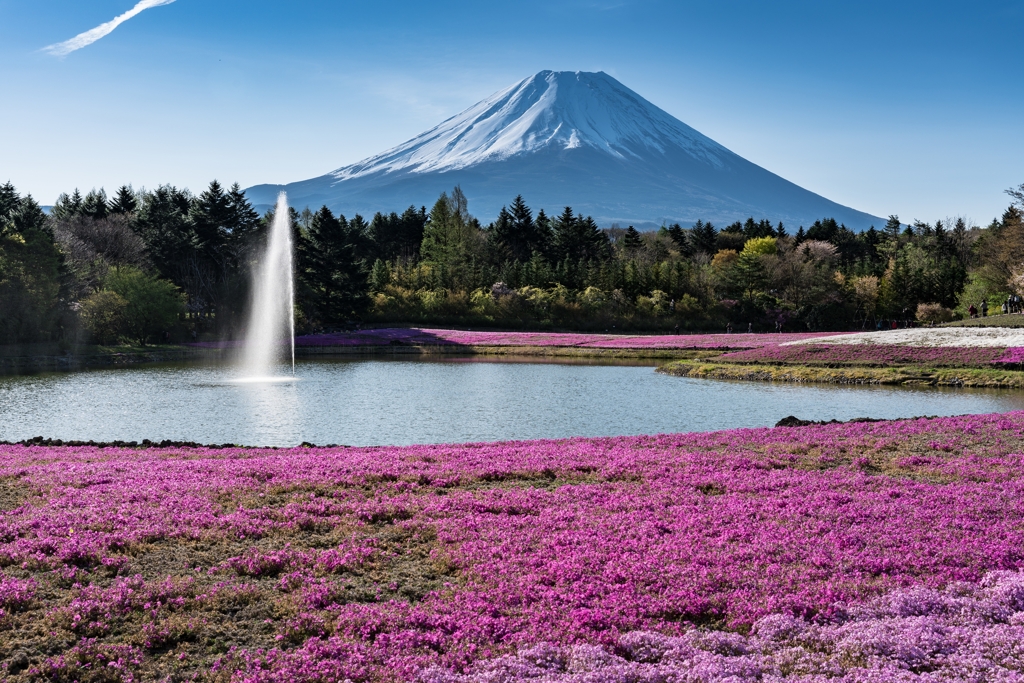 富士芝桜まつり2021
