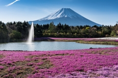 富士芝桜まつり2021