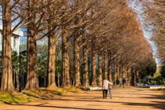平塚総合公園メタセコイア