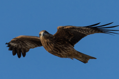 α7Ⅱでも飛んでるトンビが撮れた