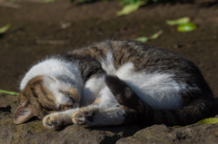 平塚総合公園の猫