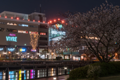 汽車道の桜
