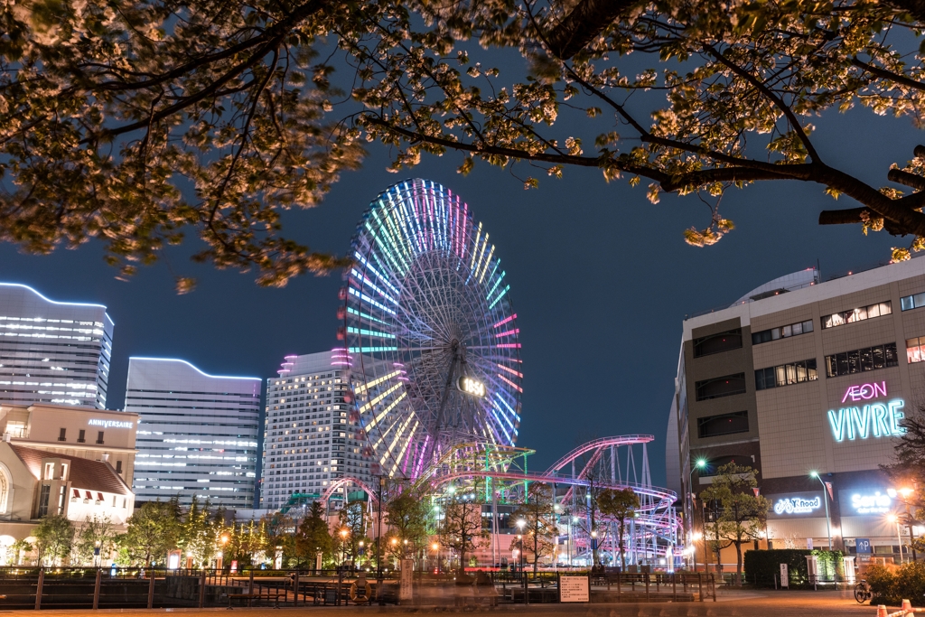 汽車道の桜