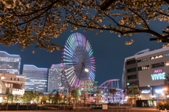 汽車道の桜