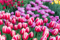 江ノ島　アイスチューリップ