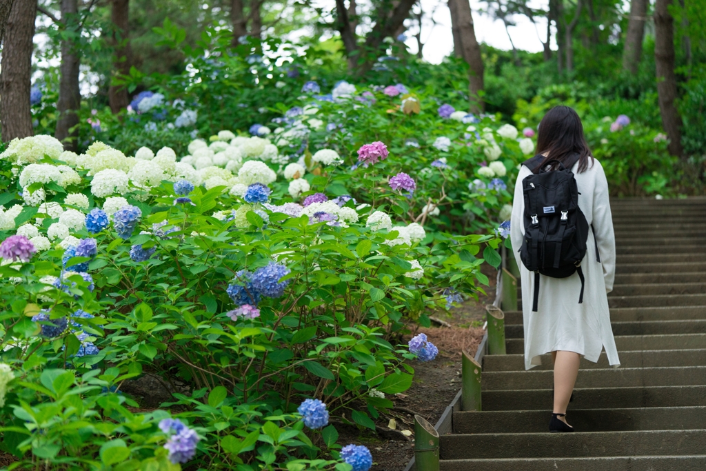 2018八景島　あじさい祭