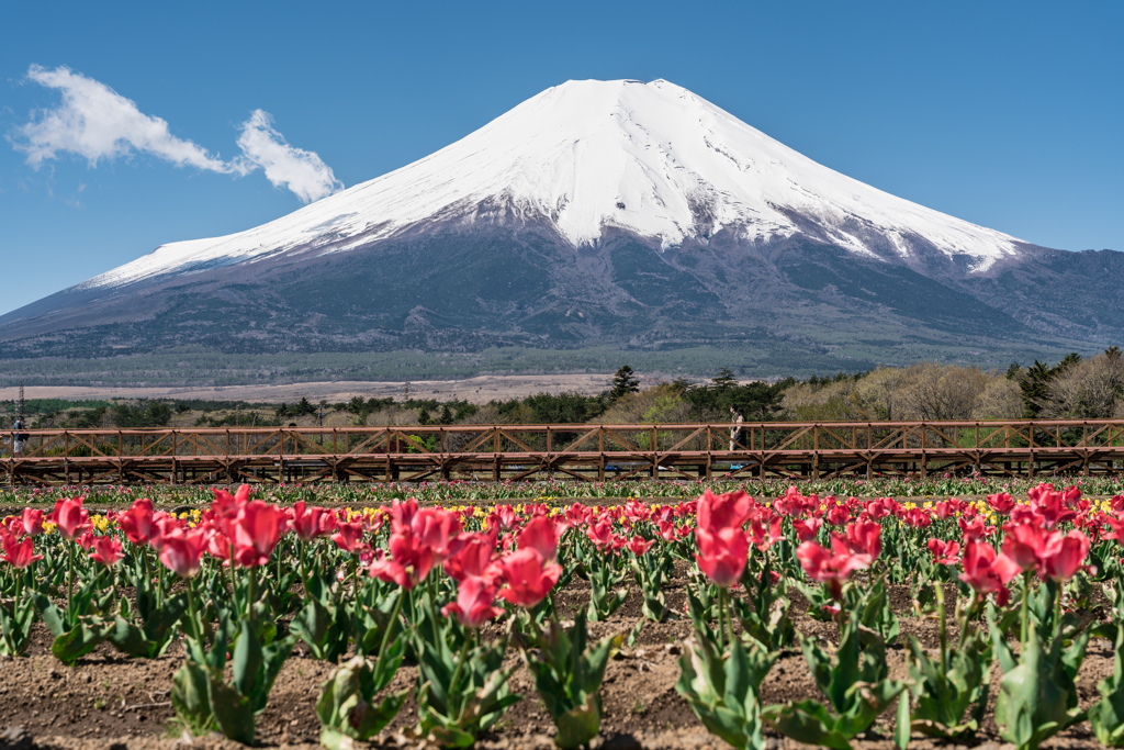 山中湖　花の都公園