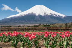 山中湖　花の都公園