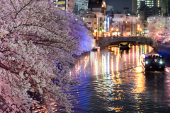 大岡川桜ライトアップ