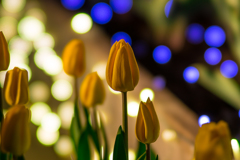 ウインターチューリップと玉ボケ