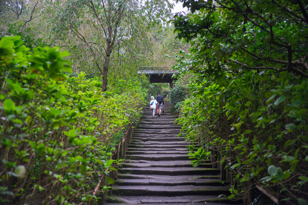 雨の明月院