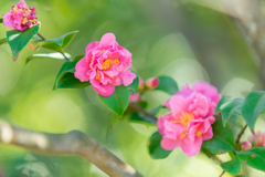 茅ヶ崎・氷室椿庭園