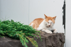 α700 横浜スナップ