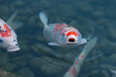 葉山しおさい公園