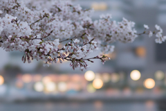 STFで撮る桜