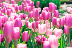 花菜ガーデン・アイスチューリップ FE90mm