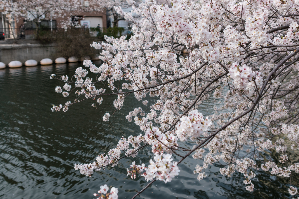 大岡川の桜