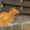 葉山の猫