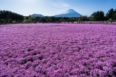 富士芝桜まつり2021