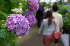 2015-06-22 八景島紫陽花祭り #11