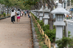鎌倉　鶴岡八幡宮