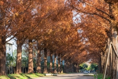 平塚総合公園メタセコイア