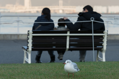 山下公園のカモメ