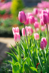 花菜ガーデン・アイスチューリップ FE90mm