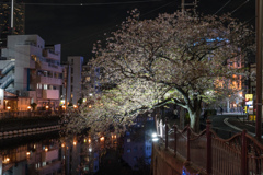 野毛　夜スナップ