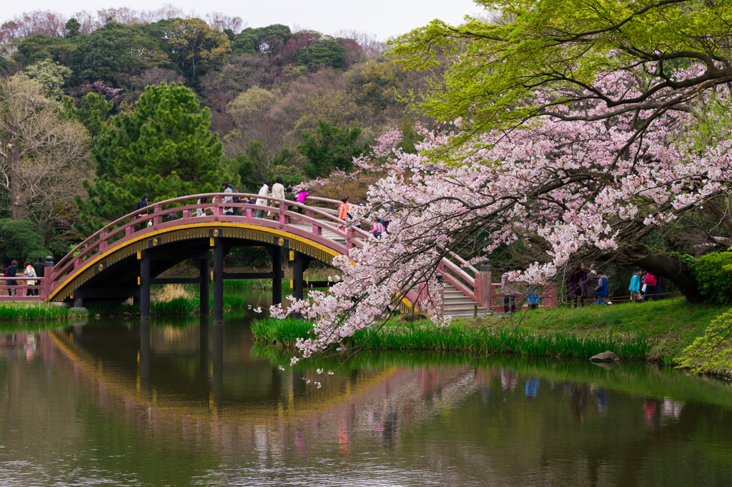 2016 称名寺の桜