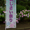 2015-06-22 八景島紫陽花祭り #27