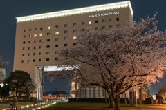 汽車道の桜