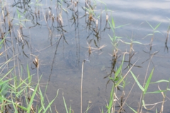 田貫湖にいたトンボ