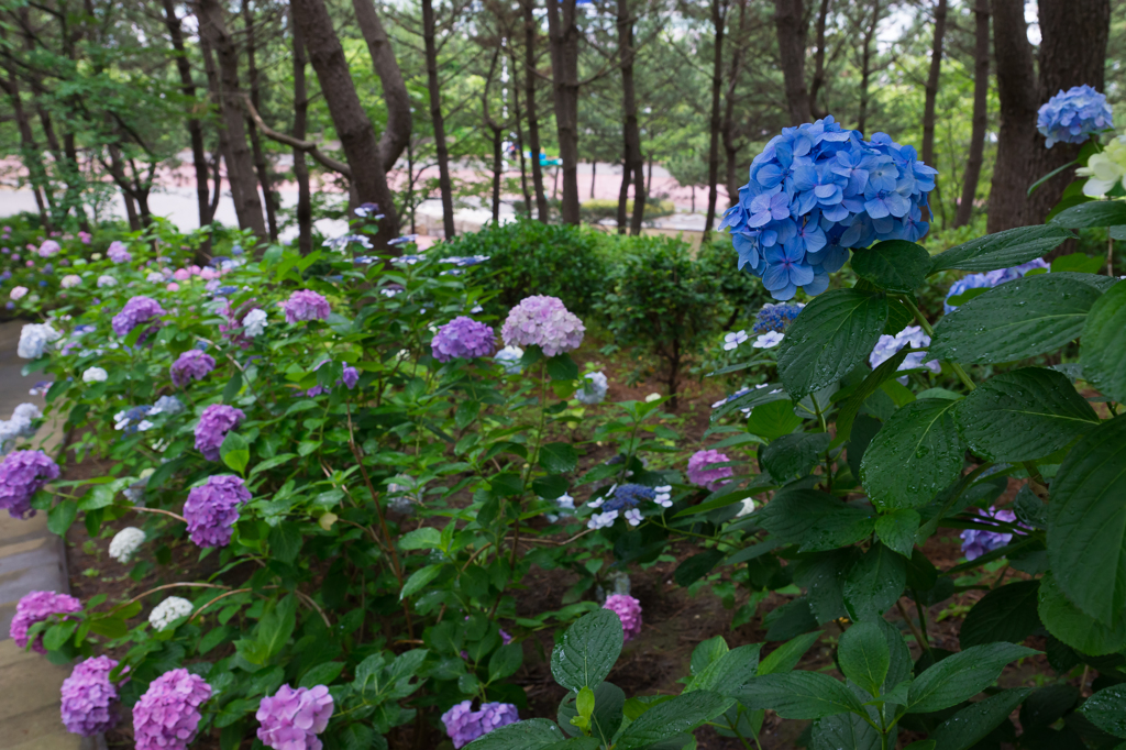 2015-06-22 八景島紫陽花祭り #16